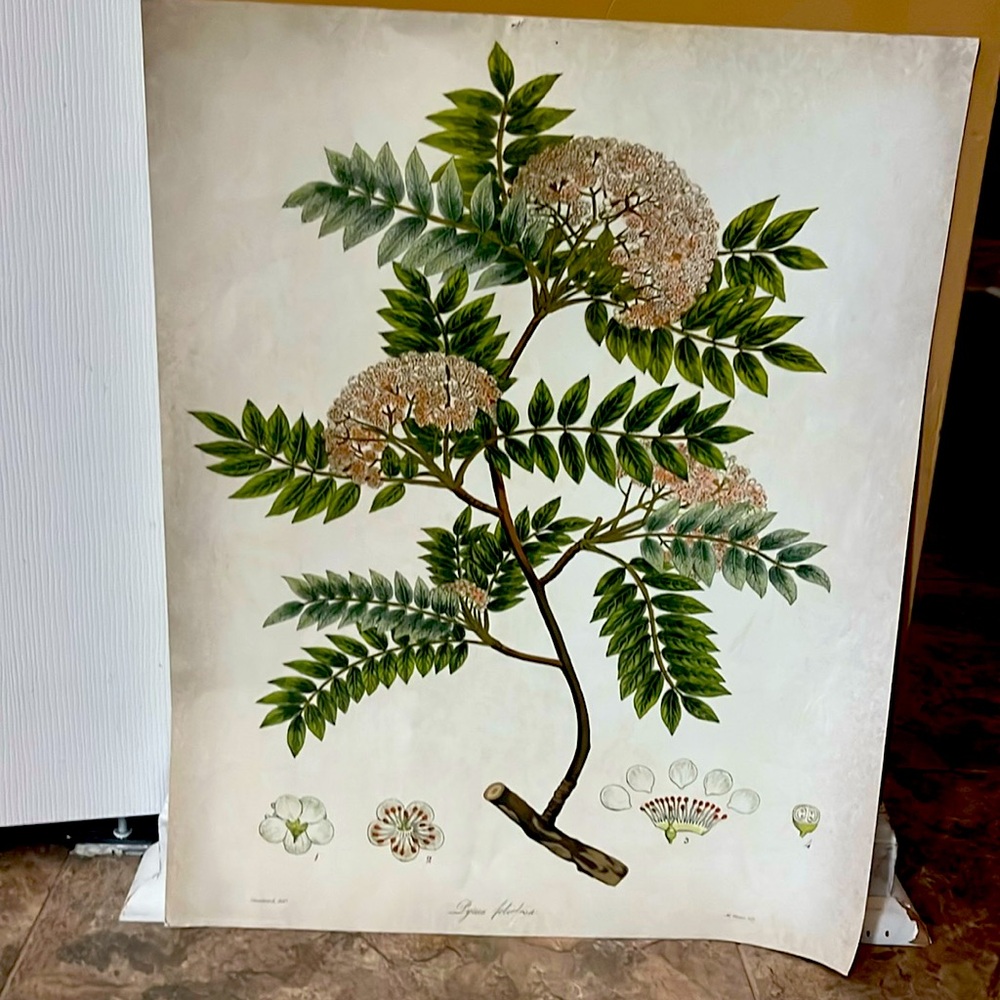 IKEA plant poster number 4.